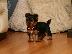 PoulaTo: PERRITOS DE YORKSHIRE